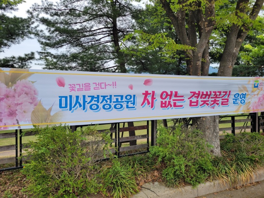 미사경정공원 차 없는 겹벚꽃길 운영 현수막, 만개한 벚꽃 일러스트.