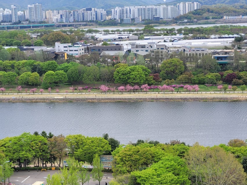강변 벚꽃길, 푸른 숲, 고층 건물 보이는 도시 전경