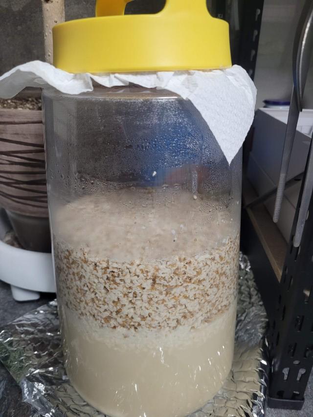 노란 뚜껑 투명 발효 용기, 층진 곡물과 탁한 액체