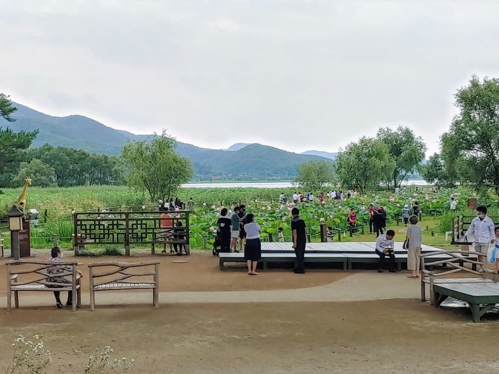 연꽃 만개한 공원, 야외 활동 관람객, 푸른 산과 호수.
