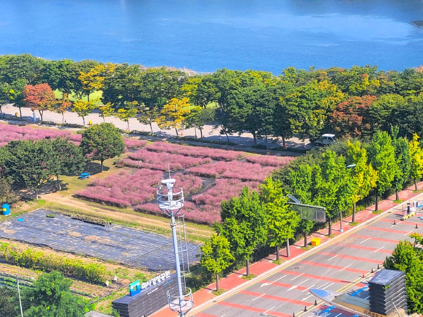 분홍 뮬리밭, 푸른 강, 가을 나무, 도로, 흰색 통신 타워