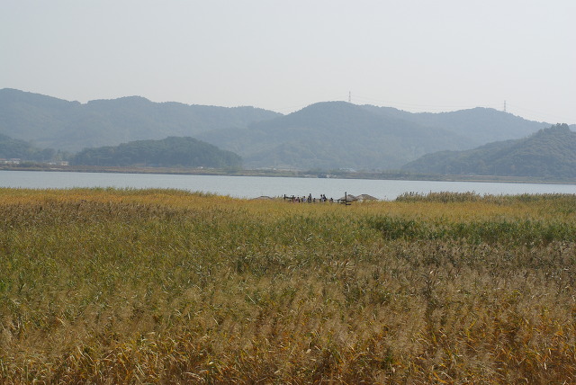 황금빛 갈대밭, 잔잔한 물, 흐릿한 산맥 가을 풍경