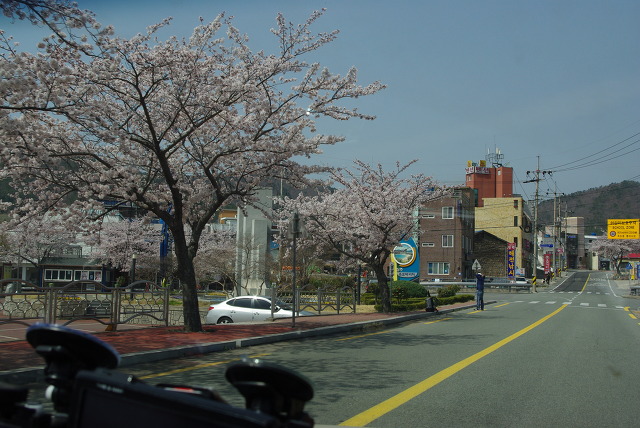 벚꽃 만개한 길가, 마을 건물들 사이 봄 풍경.