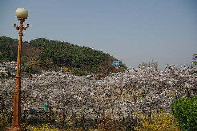 장식 가로등, 만개한 벚꽃 나무, 푸른 산과 주택가 도로