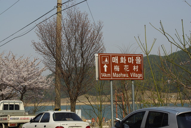 매화마을 14km 갈색 표지판, 만개한 벚나무, 푸른 호수, 차량.