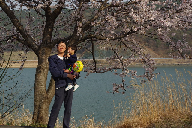 부모와 자녀, 벚꽃 나무 아래 호수 배경 풍선.