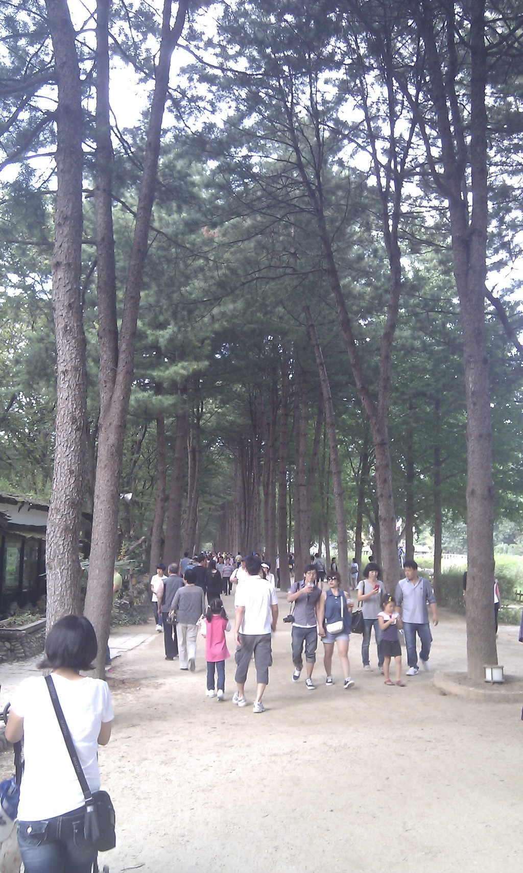 울창한 소나무 터널 산책로, 흙길 걷는 즐거운 방문객들